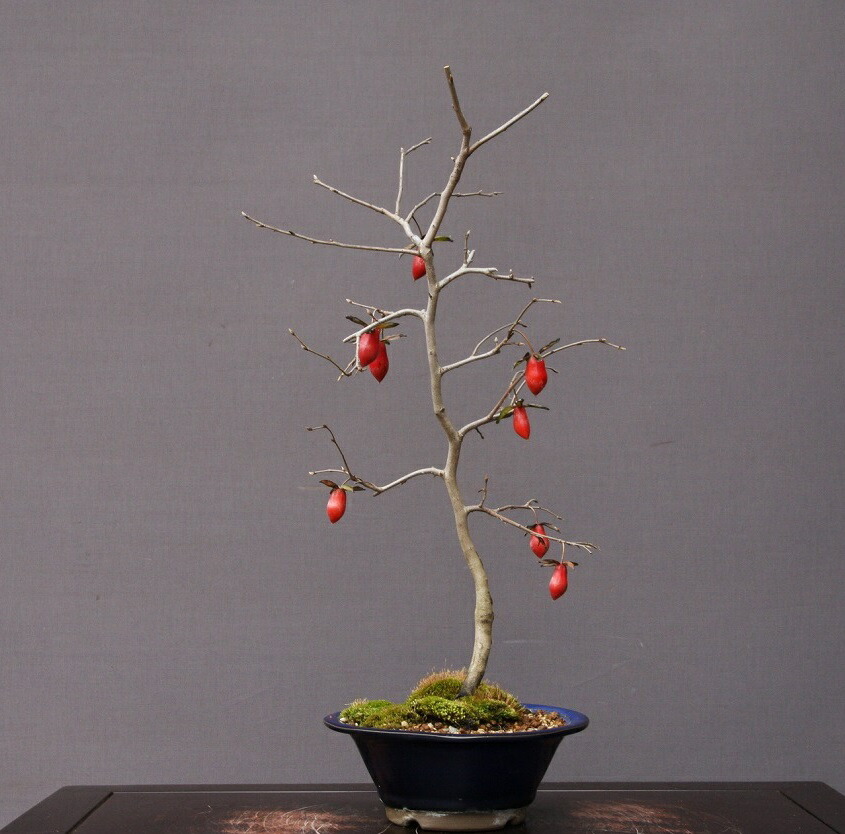 老爺柿盆栽 25年生 紅葉後写真追加 大値引き 1 5 盆栽 老爺柿 #15 | Oh