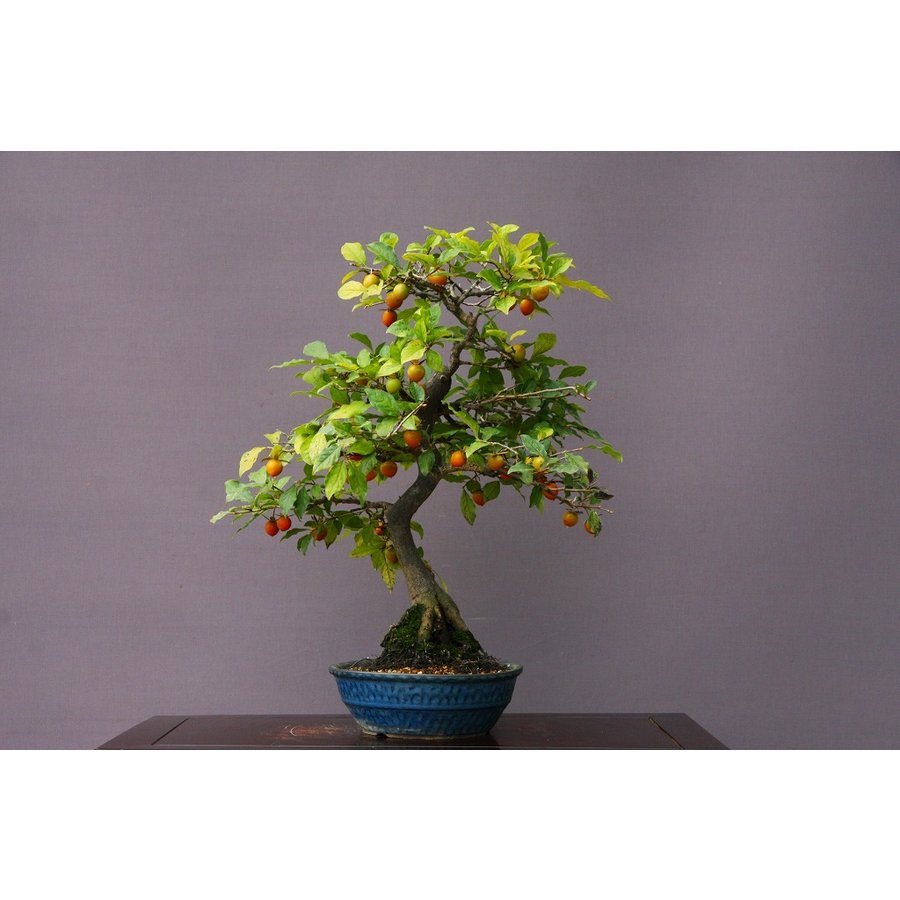 楽天市場】（株）一樹園 山採り岩ぜり赤松 大品盆栽／樹齢70年 : 一樹園