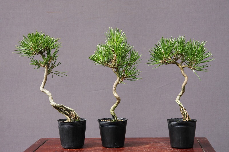 楽天市場】（株）一樹園 宮島五葉松 5本 小品盆栽／樹齢4年 : 一樹園