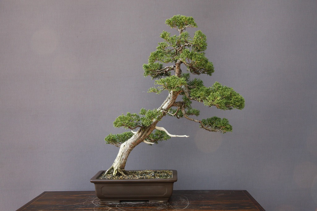 最終値下げ 盆栽　中品　杜松 最終値下げ 盆栽 中品 杜松 Yahoo!オークション - 杜松盆栽