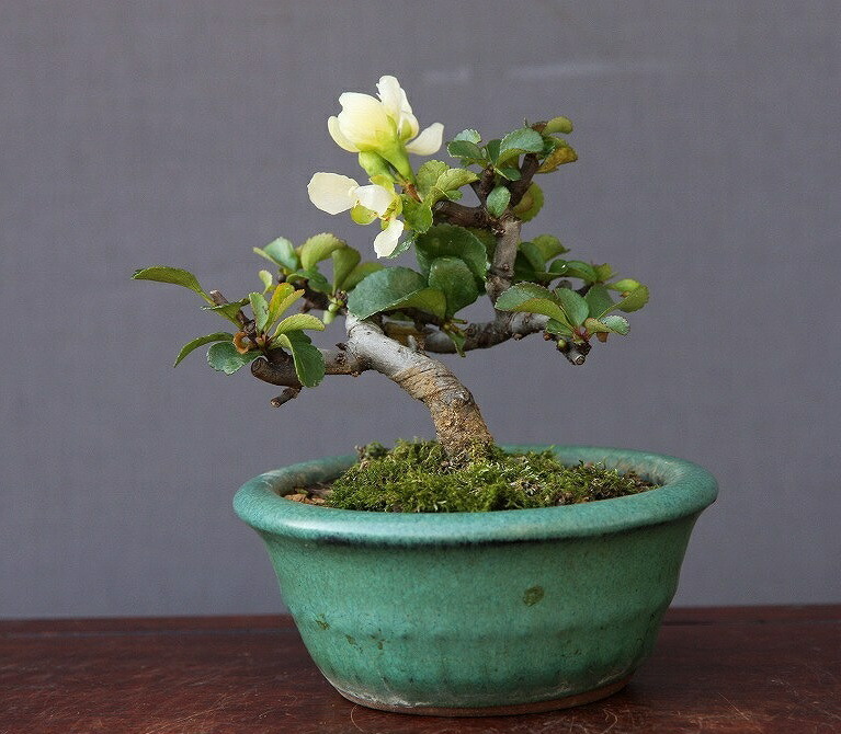 楽天市場】（株）一樹園 皐月【 如峰山 】 小品盆栽／樹齢25年 : 一樹園