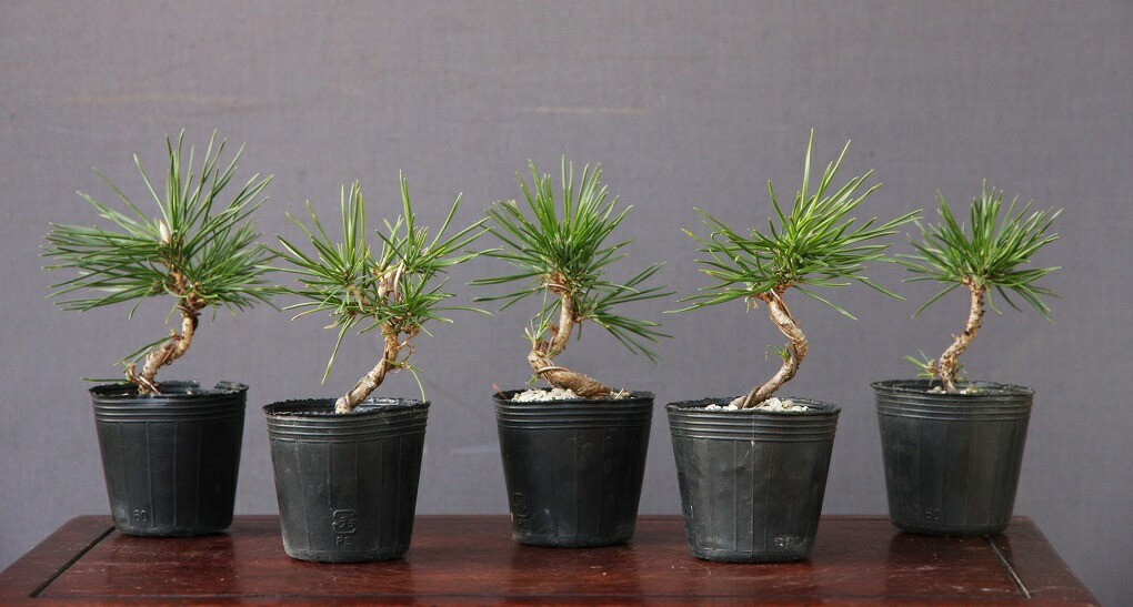 楽天市場】(株)一樹園 糸魚川真柏 貴風盆栽 樹齢18年 : 一樹園