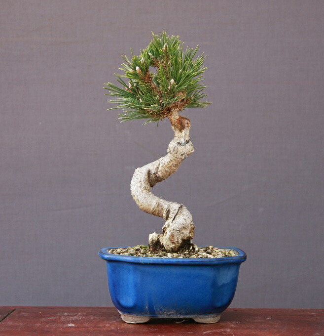 楽天市場】八ツ房 黒松 千寿丸 4号【送料無料】【盆栽素材】【松盆栽