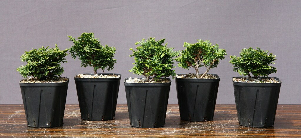 楽天市場】【送料無料】 あすなろ / 翌桧（モダンカラー4号鉢） [小品