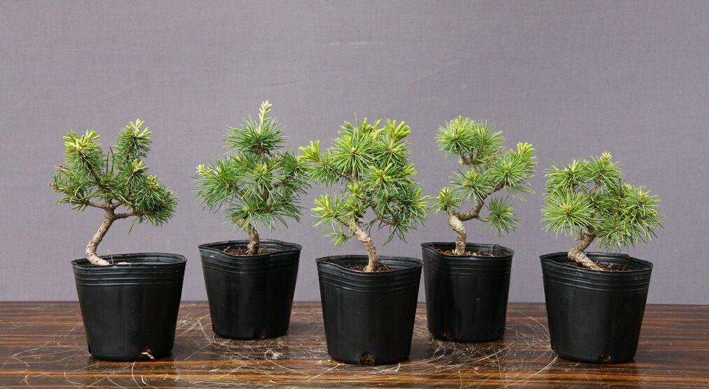 小品盆栽　超貴重　瑞祥　五葉松　樹齢20年以上【黒松/赤松/真柏/五葉松】 楽天市場】（株）一樹園 瑞祥五葉松5本セット 小品盆栽／樹齢3年