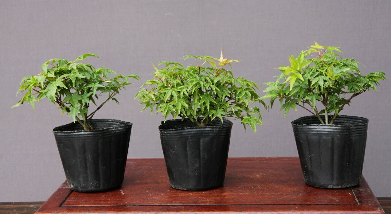 楽天市場】（株）一樹園 福娘五葉松 小品盆栽／樹齢8年 : 一樹園