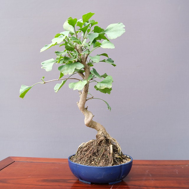 楽天市場】（株）一樹園 楓 小品盆栽／樹齢15年 : 一樹園
