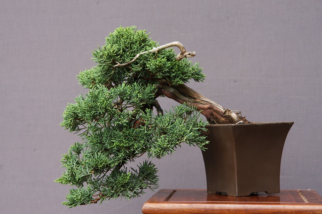 楽天市場】（株）一樹園 真柏 小品盆栽／樹齢30年 : 一樹園