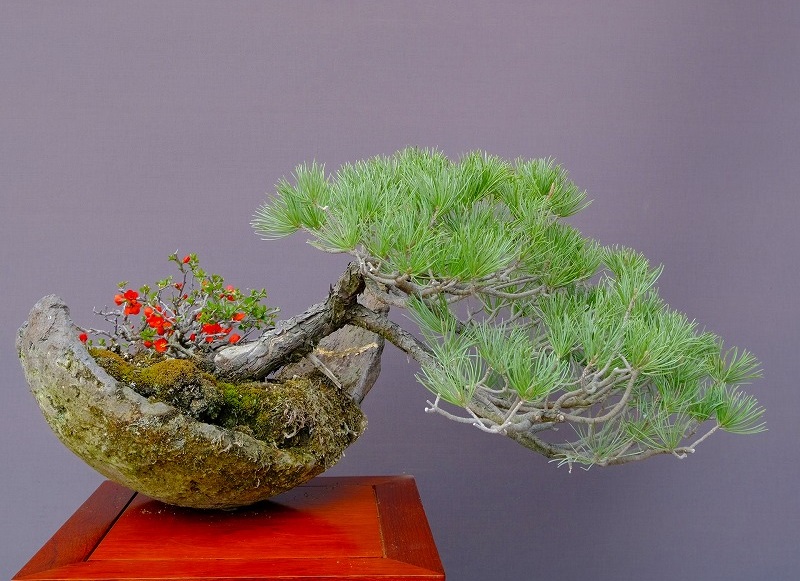 小品盆栽、宮島五葉、半懸崖作り、実生 目立った汚れ傷無し Yahoo!オークション -「五葉松 盆栽 懸崖」(花、園芸) の落札
