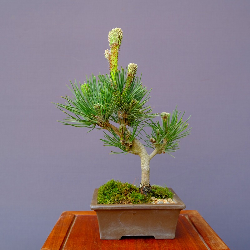 楽天市場】（株）一樹園 扇松 中品盆栽／樹齢25年 : 一樹園