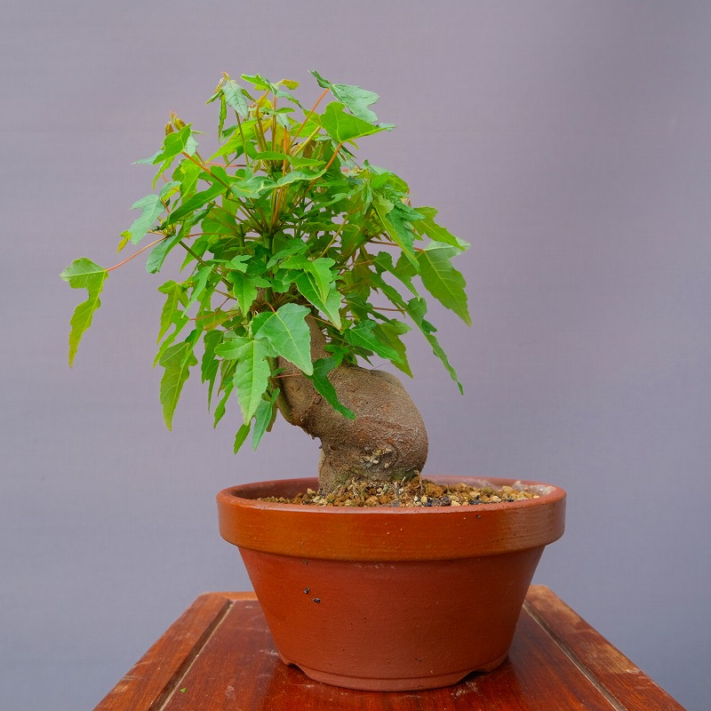 楽天市場】（株）一樹園 ハマヒサカキ 中品盆栽／樹齢50年 : 一樹園