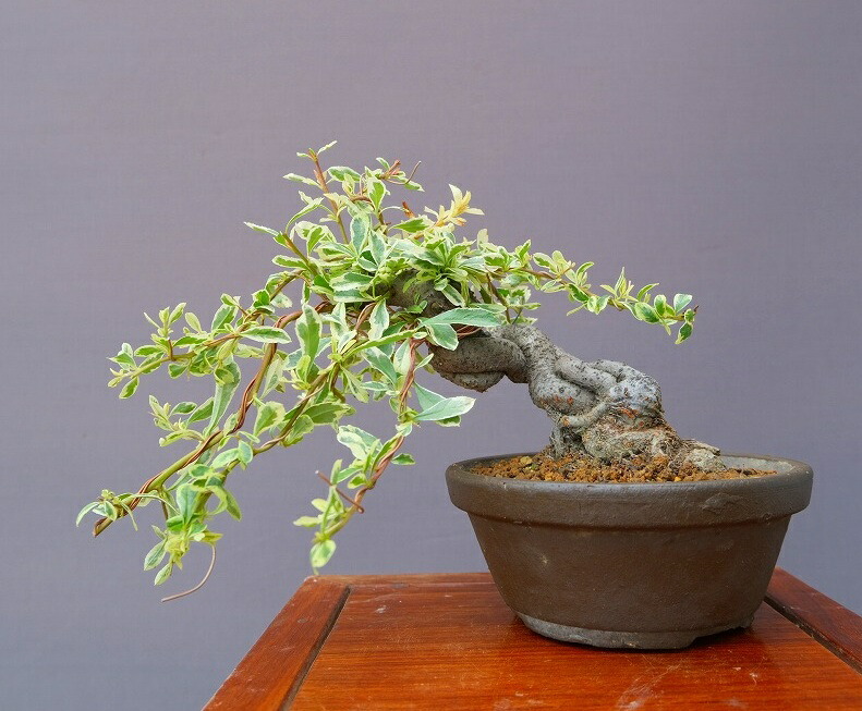 楽天市場】（株）一樹園 石化桧 中品盆栽／樹齢20年 : 一樹園