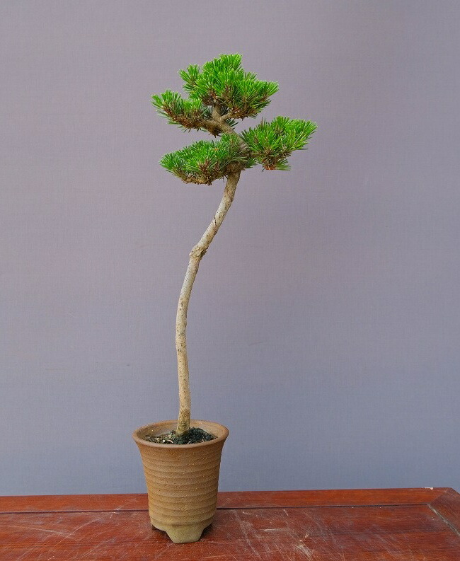 楽天市場】（株）一樹園 黒松 貴風盆栽／樹齢20年 : 一樹園