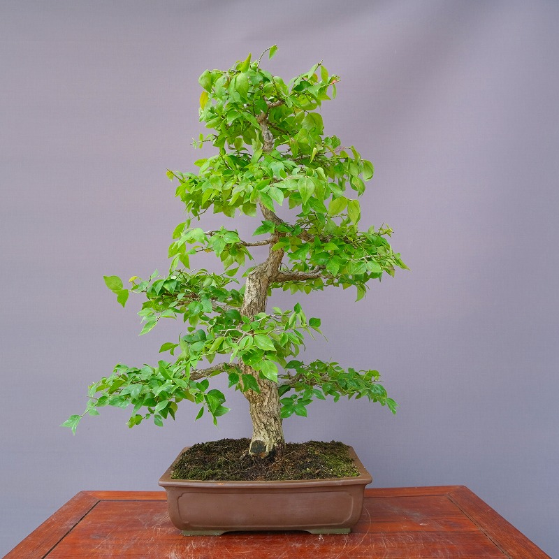 楽天市場】（株）一樹園 楓 小品盆栽／樹齢15年 : 一樹園