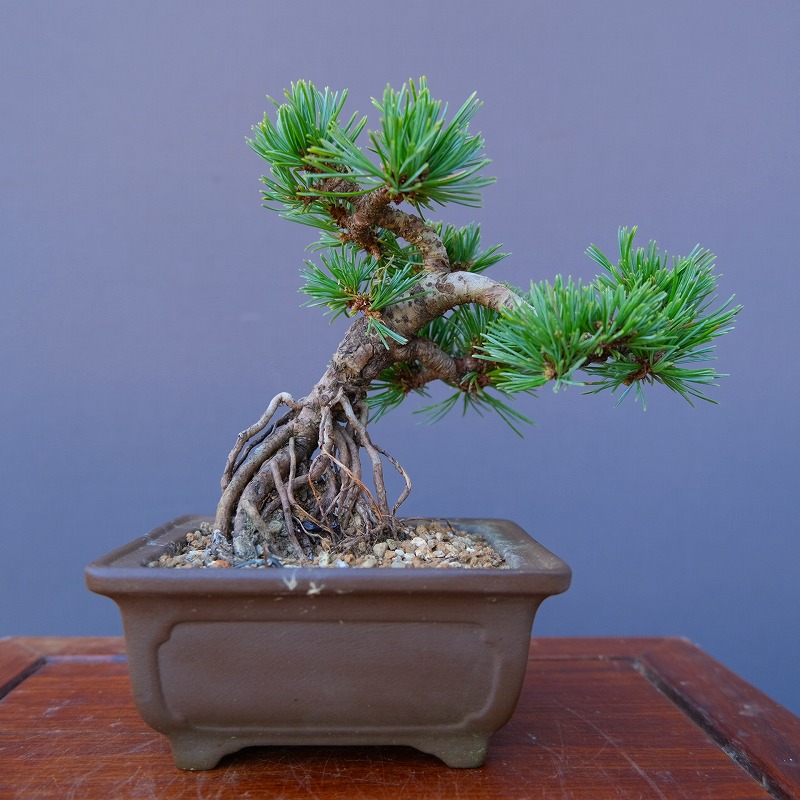 樹高9㎝　将来有望　古樹　楓　カエデ　小品盆栽　ミニ　真柏　黒松　五葉松　梅　桜 楽天市場】（株）一樹園 楓 中品盆栽／樹齢40年 : 一樹園