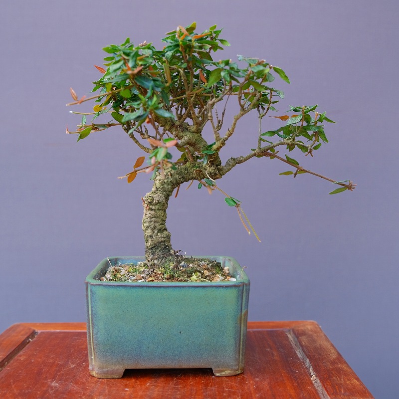 楽天市場】（株）一樹園 皐月【 如峰山 】 小品盆栽／樹齢25年 : 一樹園