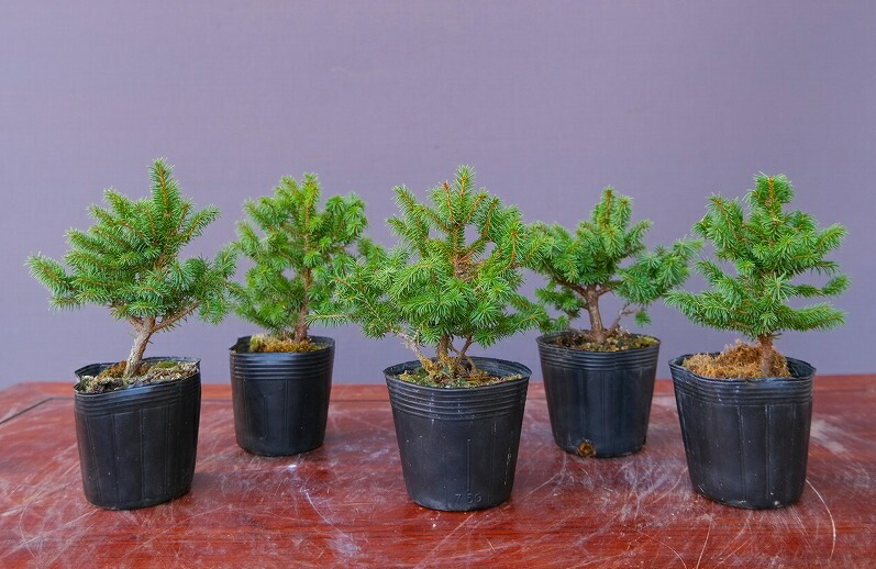 杜松(50年以上) 杜松(50年以上)