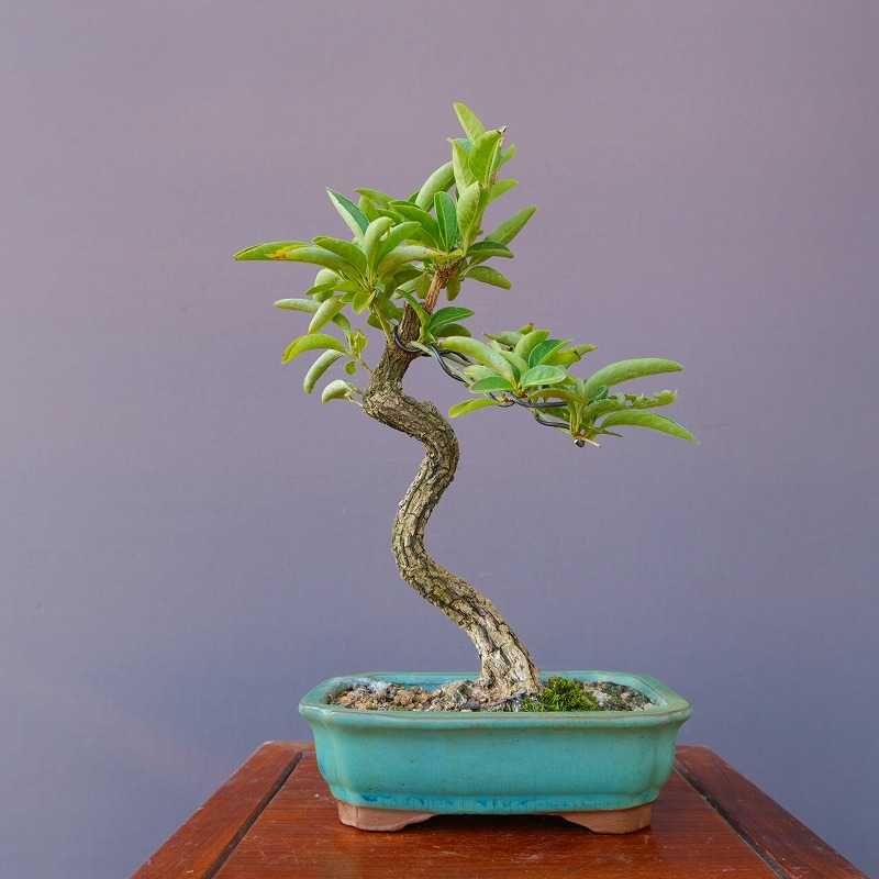 楓 盆栽 樹齢50年 楓 盆栽 樹齢50年