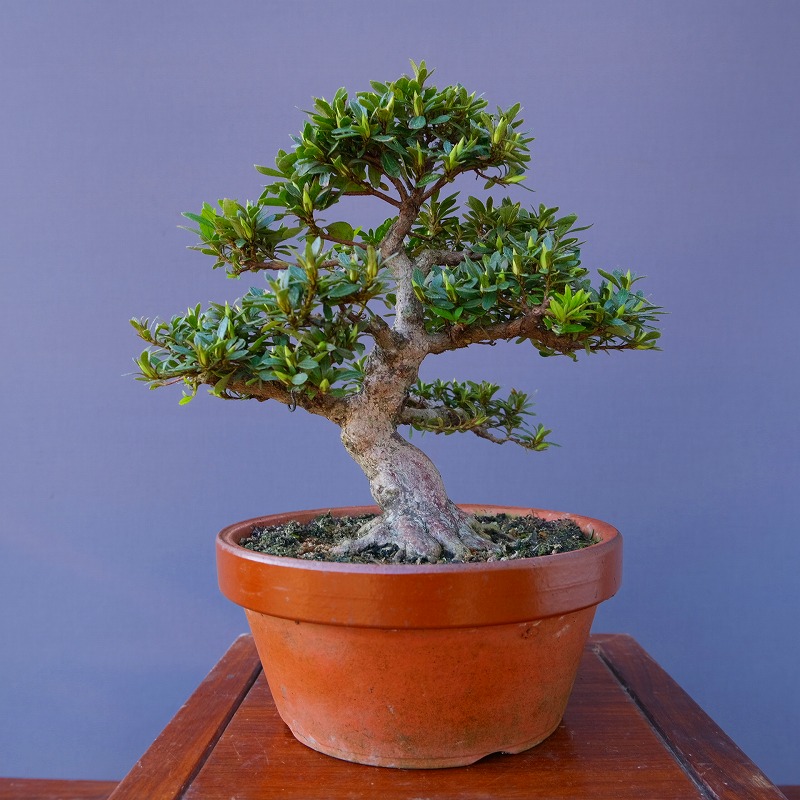 楽天市場】（株）一樹園 皐月【 如峰山 】 中品盆栽 : 一樹園