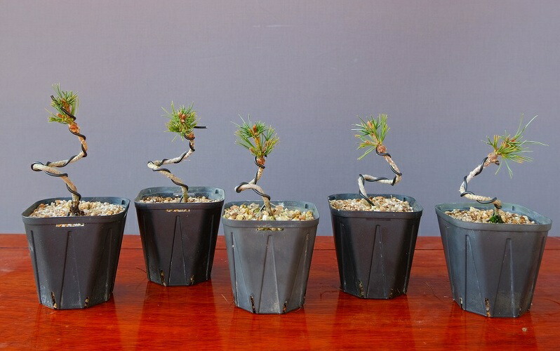 楽天市場】（株）一樹園 宮島五葉松 5本 小品盆栽／樹齢4年 : 一樹園