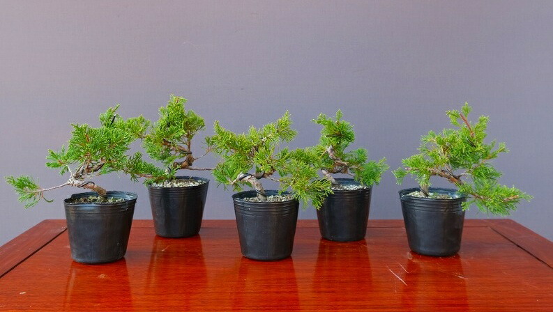 楽天市場】(株)一樹園 糸魚川真柏 貴風盆栽 樹齢18年 : 一樹園