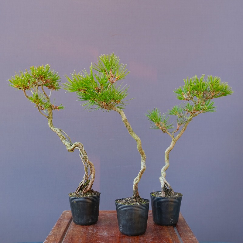 楽天市場】（株）一樹園 赤松 中品盆栽／樹齢20年 : 一樹園