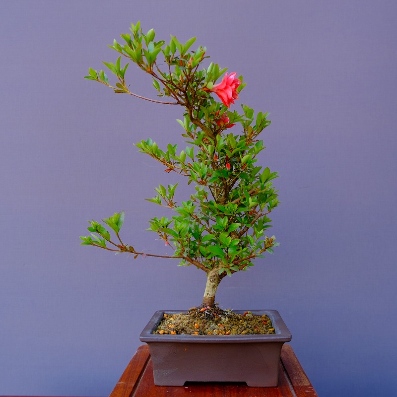 楽天市場】（株）一樹園 皐月【 如峰山 】 中品盆栽 : 一樹園