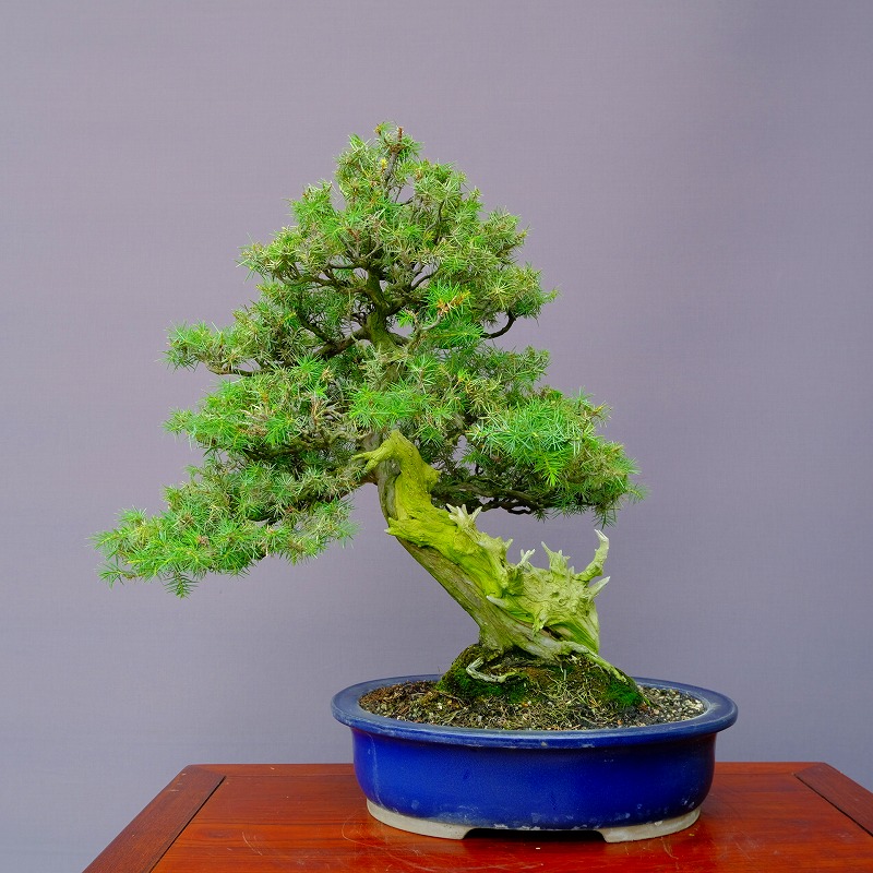 断捨離中様用[盆栽]杜松/大品/国風歴有り？/手渡し限定/真柏/
