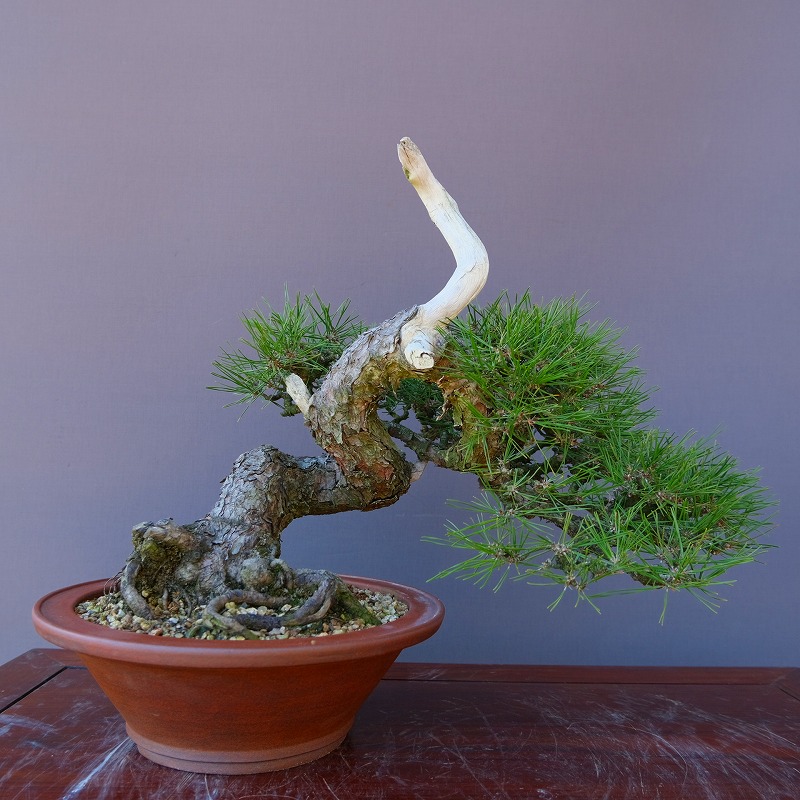 楽天市場】（株）一樹園 山採り旭竜松【限定品】 中品盆栽／樹齢