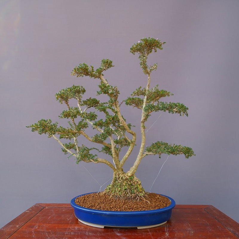 楽天市場】（株）一樹園 山採り旭竜松【限定品】 中品盆栽／樹齢