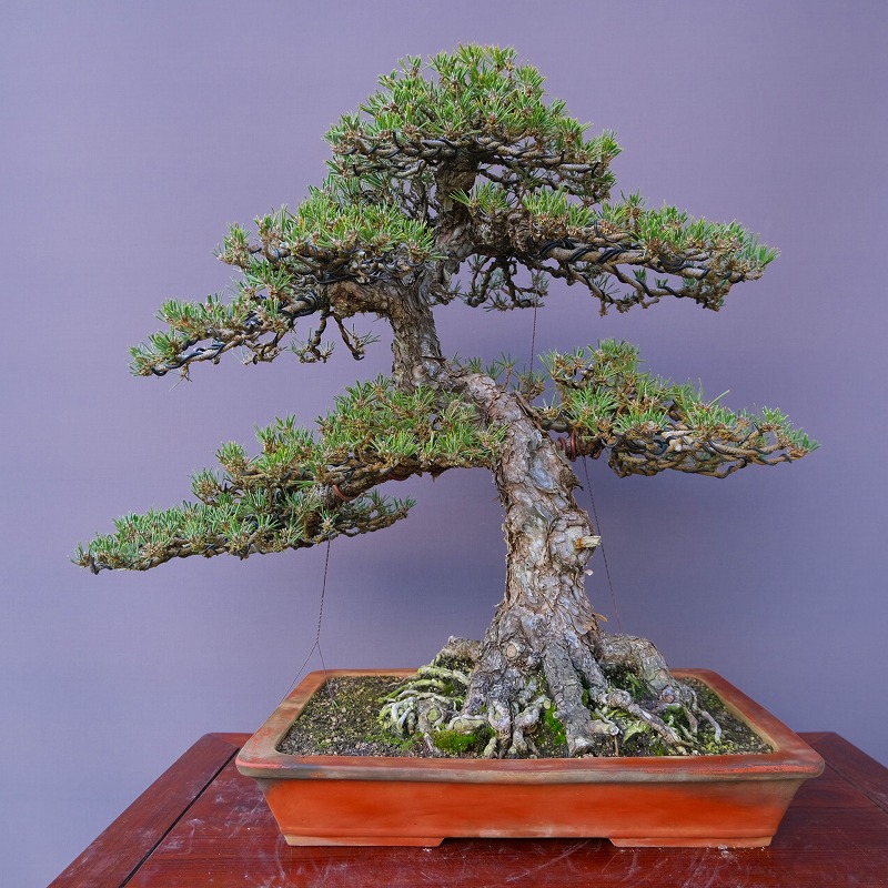 楽天市場】（株）一樹園 五葉松 大品盆栽／樹齢100年 : 一樹園