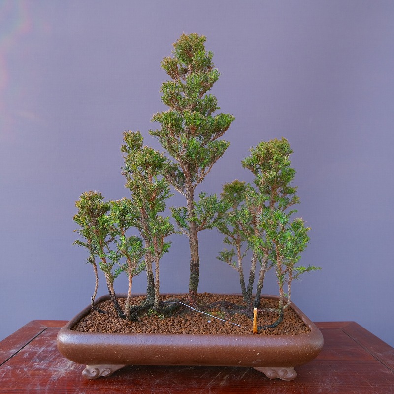 楽天市場】（株）一樹園 楓 小品盆栽／樹齢15年 : 一樹園