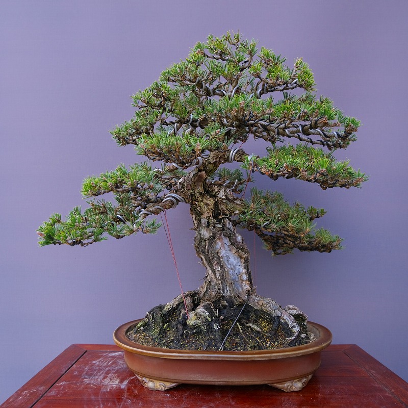 赤松　山木　山採り　樹齢数百年　大品盆栽 盆栽 山木 赤松 樹齢約80年 上下40cm 山採り赤松 大品盆栽 樹齢