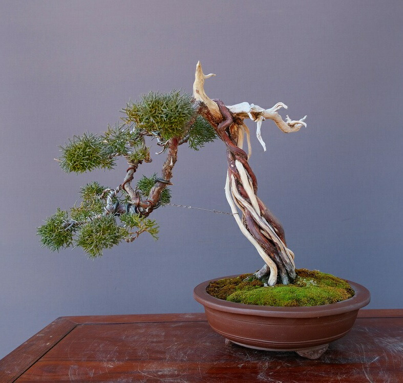 楽天市場】（株）一樹園 糸魚川真柏 小品盆栽／樹齢15年 : 一樹園