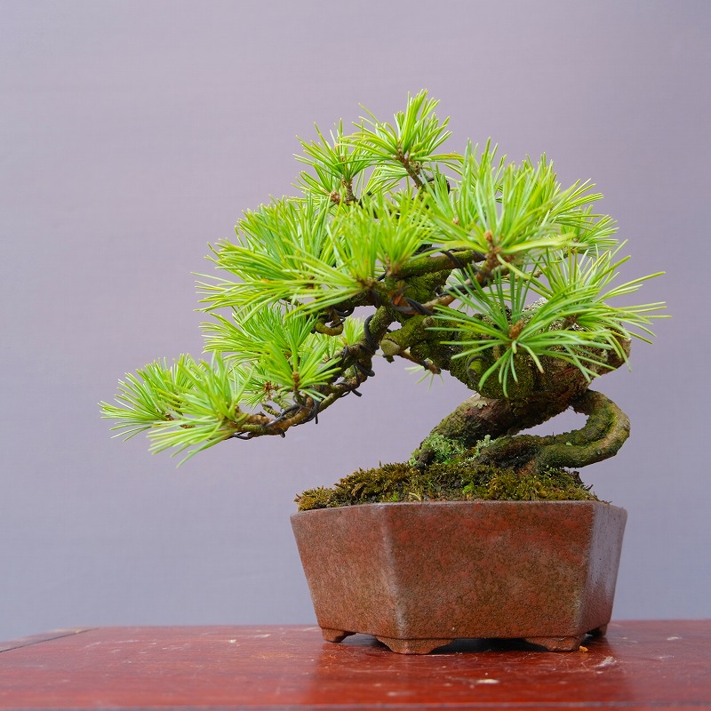 1 赤松盆栽 中品　セール　格安　在庫多数 楽天市場】（株）一樹園 赤松 中品盆栽／樹齢25年 : 一樹園