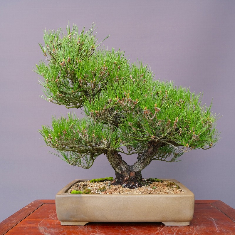 赤松　[曲変わり木]　大品盆栽 ヨシロックです。 盆栽】第48弾後編 大品信州赤松荒木作り【枝曲げに注意