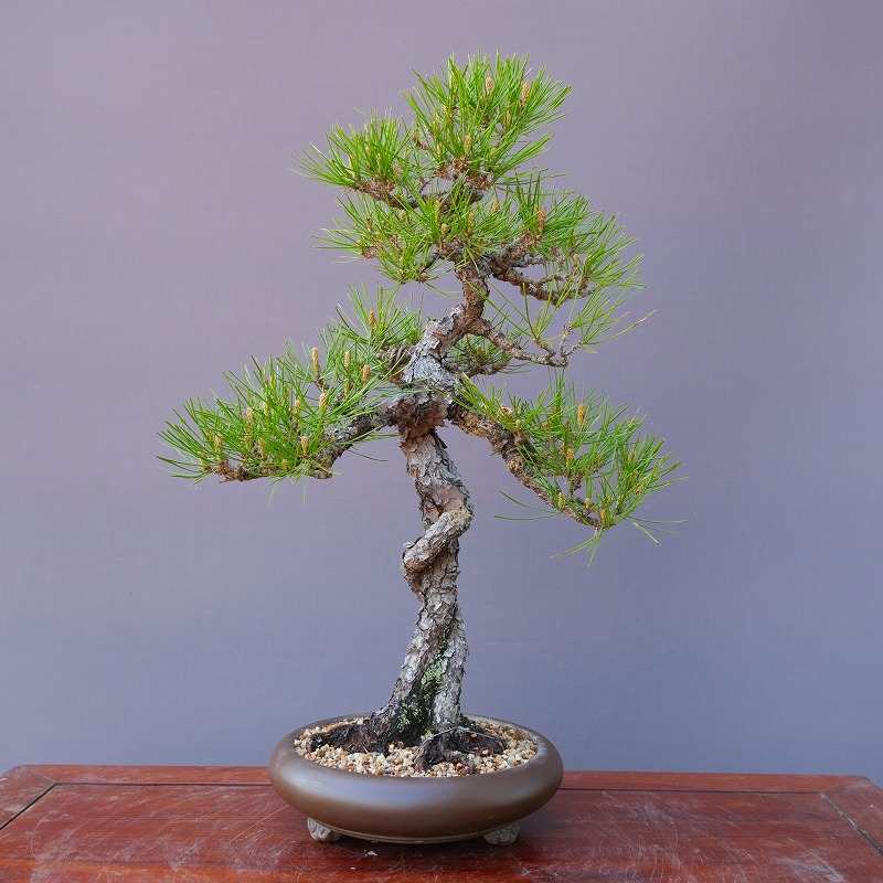 楽天市場】（株）一樹園 赤松 中品盆栽／樹齢20年 : 一樹園
