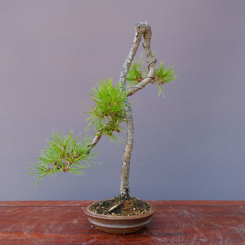 赤松盆栽　中品　格安セール　極上品 極上】赤松盆栽 - メルカリ