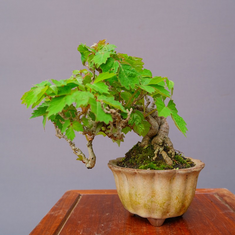 楽天市場】（株）一樹園 楓 小品盆栽／樹齢15年 : 一樹園