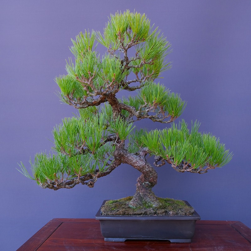 赤松　[曲変わり木]　大品盆栽 ヨシロックです。 赤松 [曲変わり木] 大品盆栽 ヨシロック様専用です。