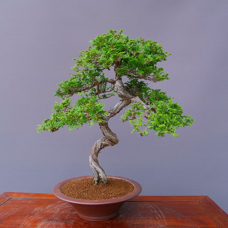 楽天市場】（株）一樹園 赤松 中品盆栽／樹齢40年 : 一樹園