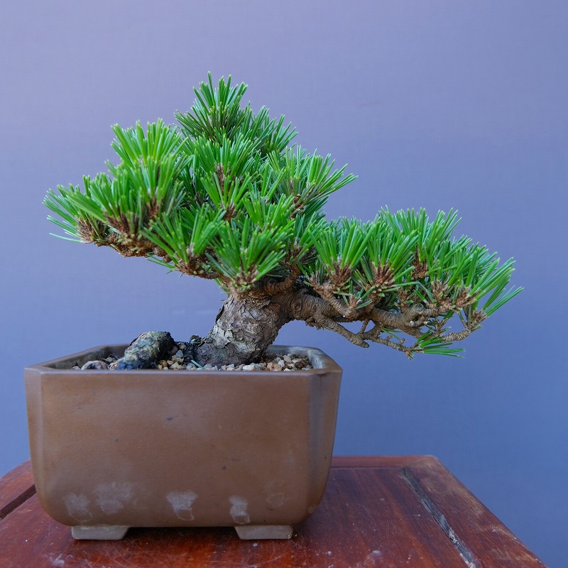中型松の盆栽【樹高40cm】 中型松の盆栽【樹高40cm】 黒松盆栽 樹高60cm – Bonsai Iroha
