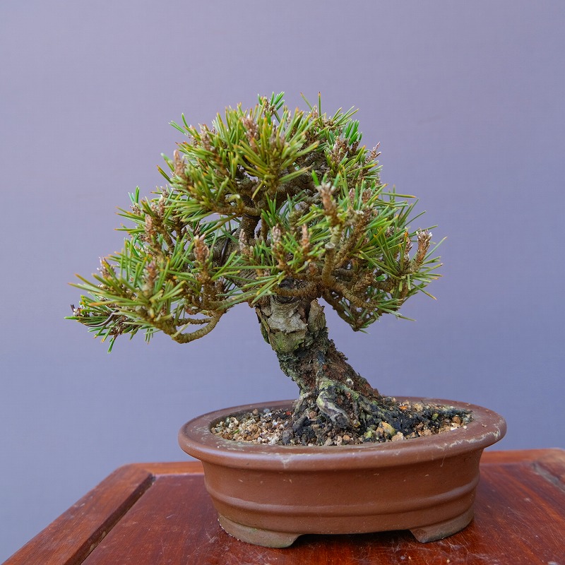 逸品！葉先までわずか9㎝　宮島五葉松　ミニ　小品　盆栽　真柏　黒松　紫陽花　楓 宮島五葉松 A1546☆松柏類 五葉松 中品盆栽☆「送料無料」浦部陽向園