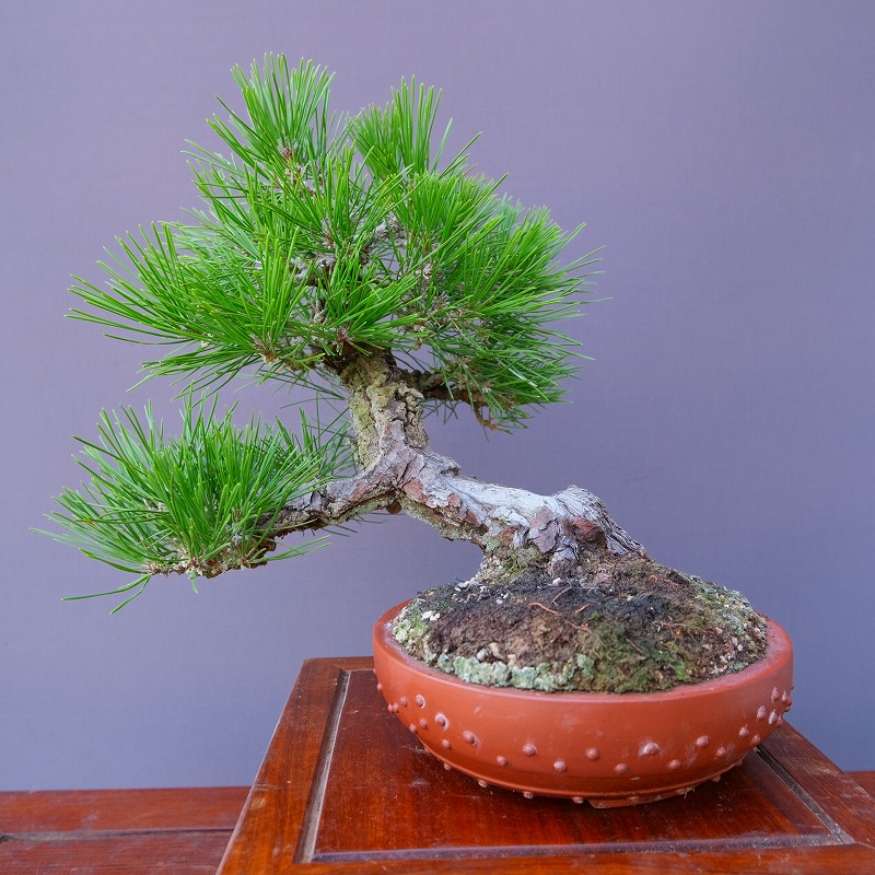 赤松　山木　山採り　樹齢数百年　大品盆栽 赤松 山木 大品 赤松 山木 山採り 樹齢数百年 大品盆栽 小品