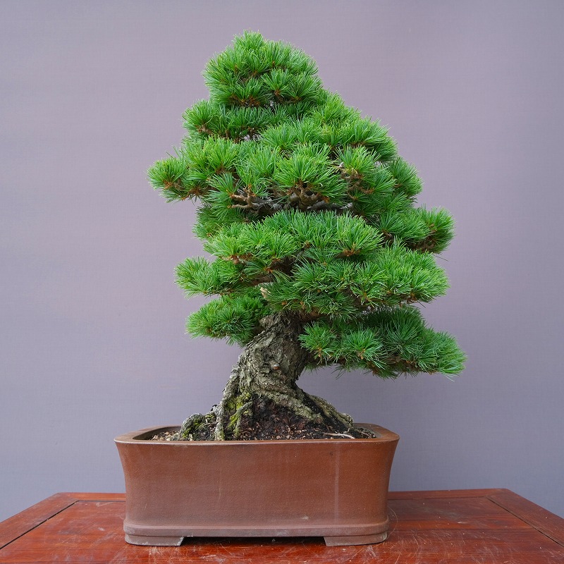 Kaishin【天然石】専用 五葉松】 樹高 45cm 大品盆栽 Kaishin【天然石】専用 五葉松】 樹高 45cm 大品盆栽 Kaishin
