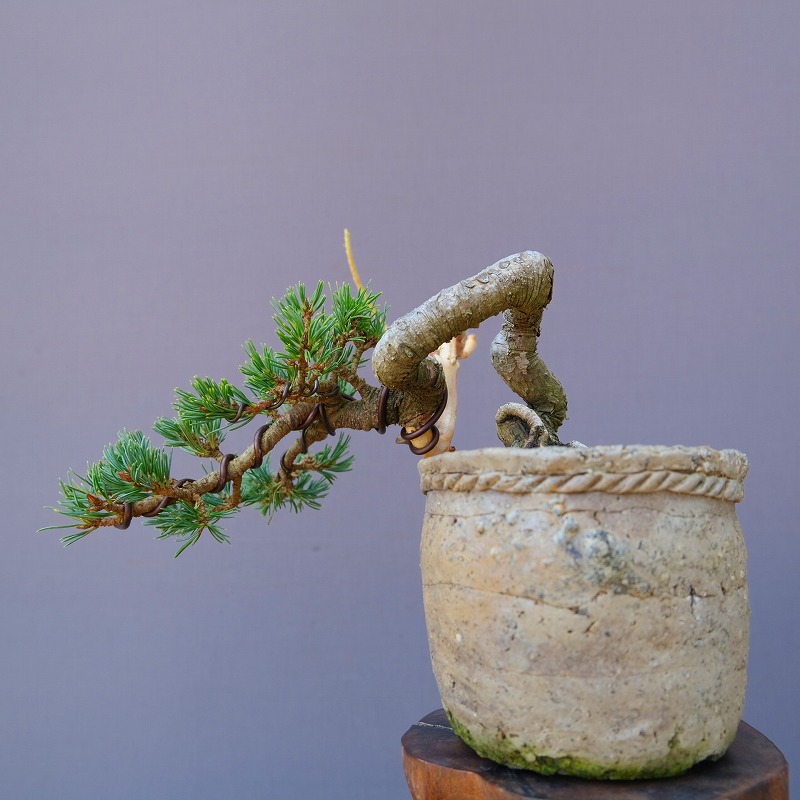 楽天市場】（株）一樹園 石化桧 中品盆栽／樹齢20年 : 一樹園