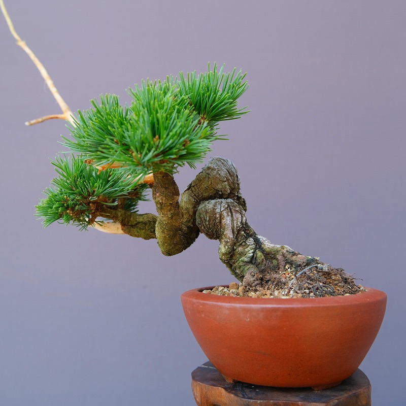 赤松　山木　山採り　樹齢数百年　大品盆栽 赤松】山採り 山木 中品盆栽 黒松 真柏 杜松 五葉松 文人木 模様