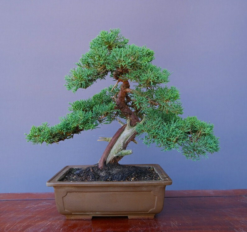 楽天市場】（株）一樹園 赤松 中品盆栽／樹齢20年 : 一樹園