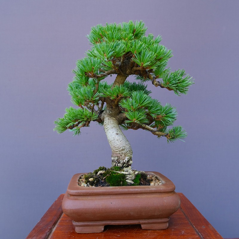 楽天市場】（株）一樹園 千寿姫【新品種】 小品盆栽／樹齢20年 : 一樹園