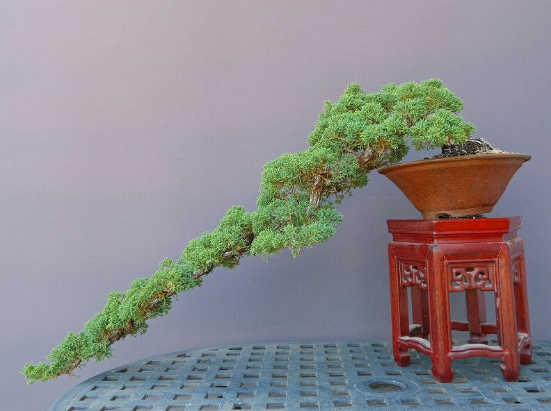 楽天市場】（株）一樹園 山採り杜松 中品盆栽／樹齢80年 : 一樹園